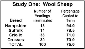 Sheep Artificial Insemination